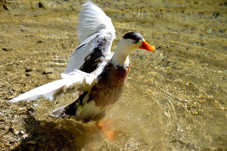 πάπια, Magpie Duck, υδρόβιο πτηνό, εγχώρια πάπια, υδρόβιο πουλί, υδρόβια πουλιά, πουλί, ζώο