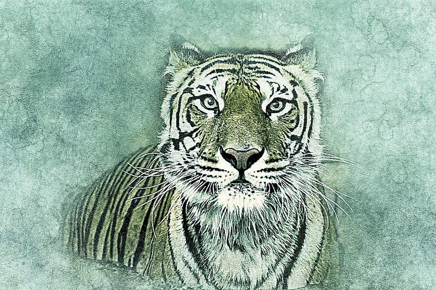 tigras, katė, menas, santrauka, derliaus, gyvūnas, meninis, dizainas, portretas, skaitmeninis menas