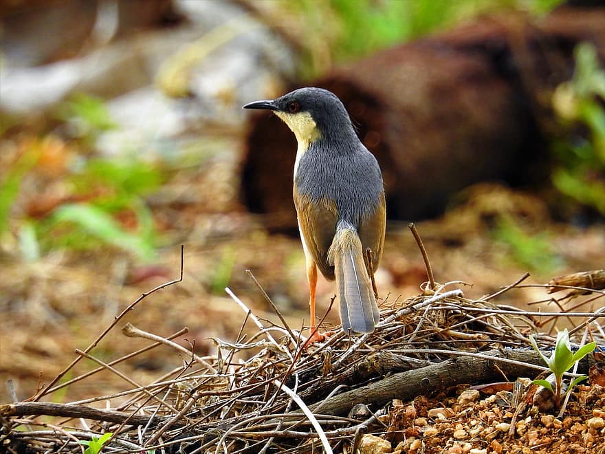 Pardal-Caped-Preto, chilro, pássaro, ave canora