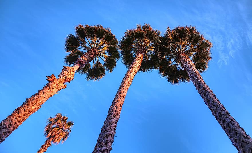 palmu, koki, debesis, palmas, stumbrs, miza, filiāles, zilas debesis, paradīze, ozlande, Sanfrancisko