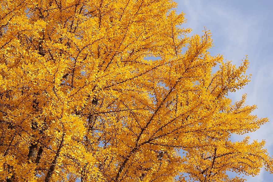 гинкго билоба, девичье дерево, осень, деревья, Осенние листья, листья, природа, падать, осенний сезон, желтый, лист