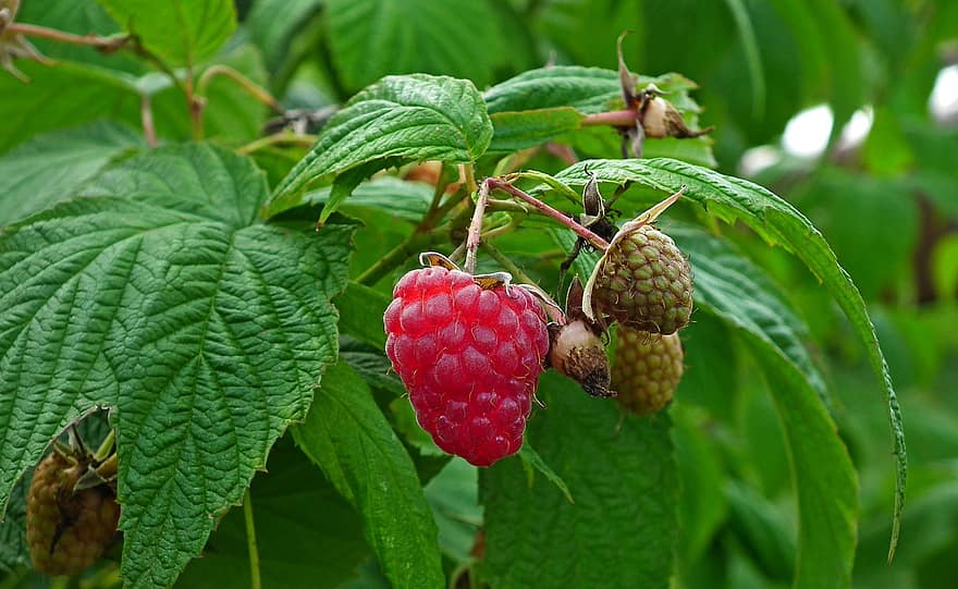 Raspberries, Fruit, Bush, Leaves, Healthy, Fresh, Vitamins, Garden, Nature
