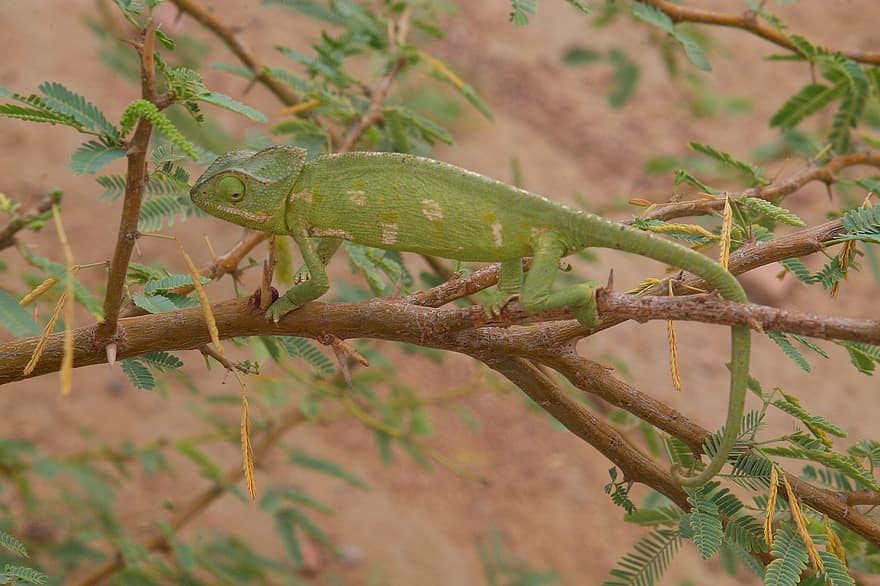 砂漠の緑のトカゲ、イグアナ