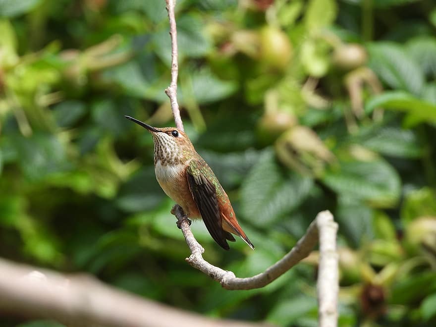 colibrí, salvatge, naturalesa, colorit