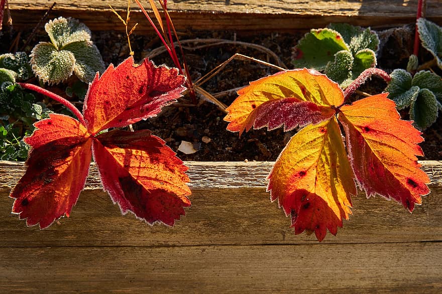 Herbst, Blätter, Laub, Herbstblätter, Herbstlaub, Herbstsaison, Blatt, Holz, Gelb, Jahreszeit, mehrfarbig