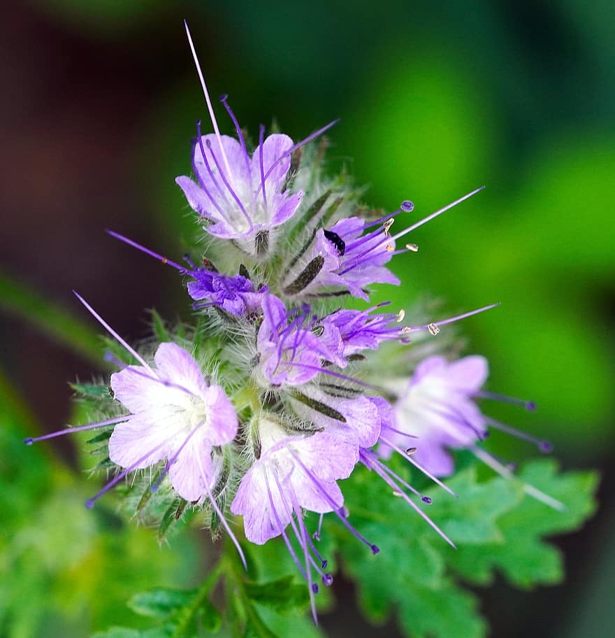 Phacelia, Flower, Plant, Bee Friend, Blossom, Bloom, Nature, close-up, summer, purple, green color