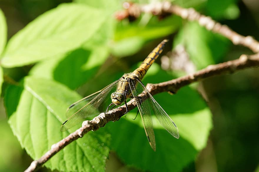 spāre, kukaiņi, makro, spārni, spārnu spārni, spārnotais kukainis, odonata, anisoptera, entomoloģija, fauna, raksturs