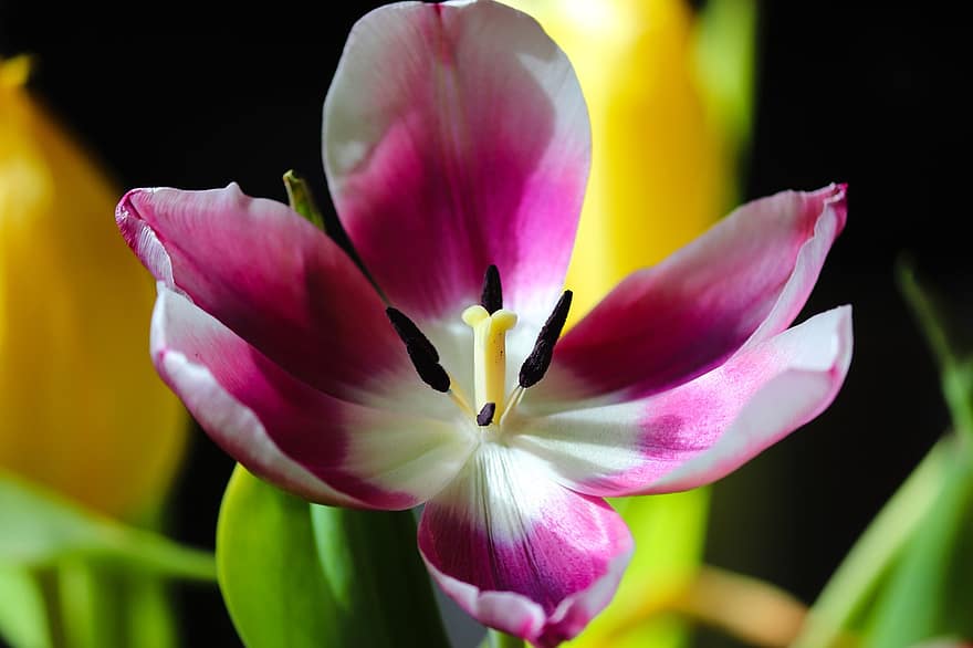 tulipán, květ, okvětní lístky, Pístky, nektar, okvětních lístků, flóra, Příroda, zblízka, kvetoucí rostlina, singl