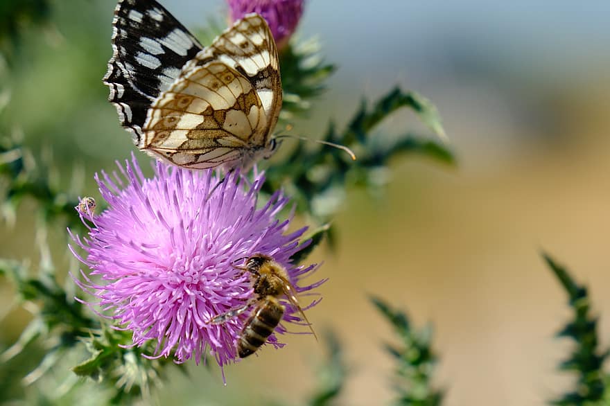 mariposa, abeja, polinizar, flor, cardo, polinización, insectos, insectos alados, alas de mariposa, floración, flora