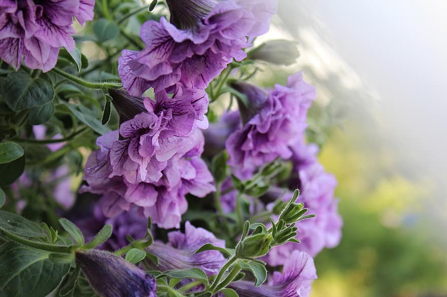ペチュニア、フラワーズ、工場、紫色の花、花びら、芽、咲く、葉、自然