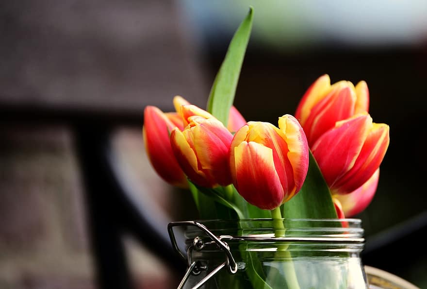 tulipanes, las flores, florero, pétalos, floración, flor, flora, Flores de primavera, tulipán, planta, de cerca
