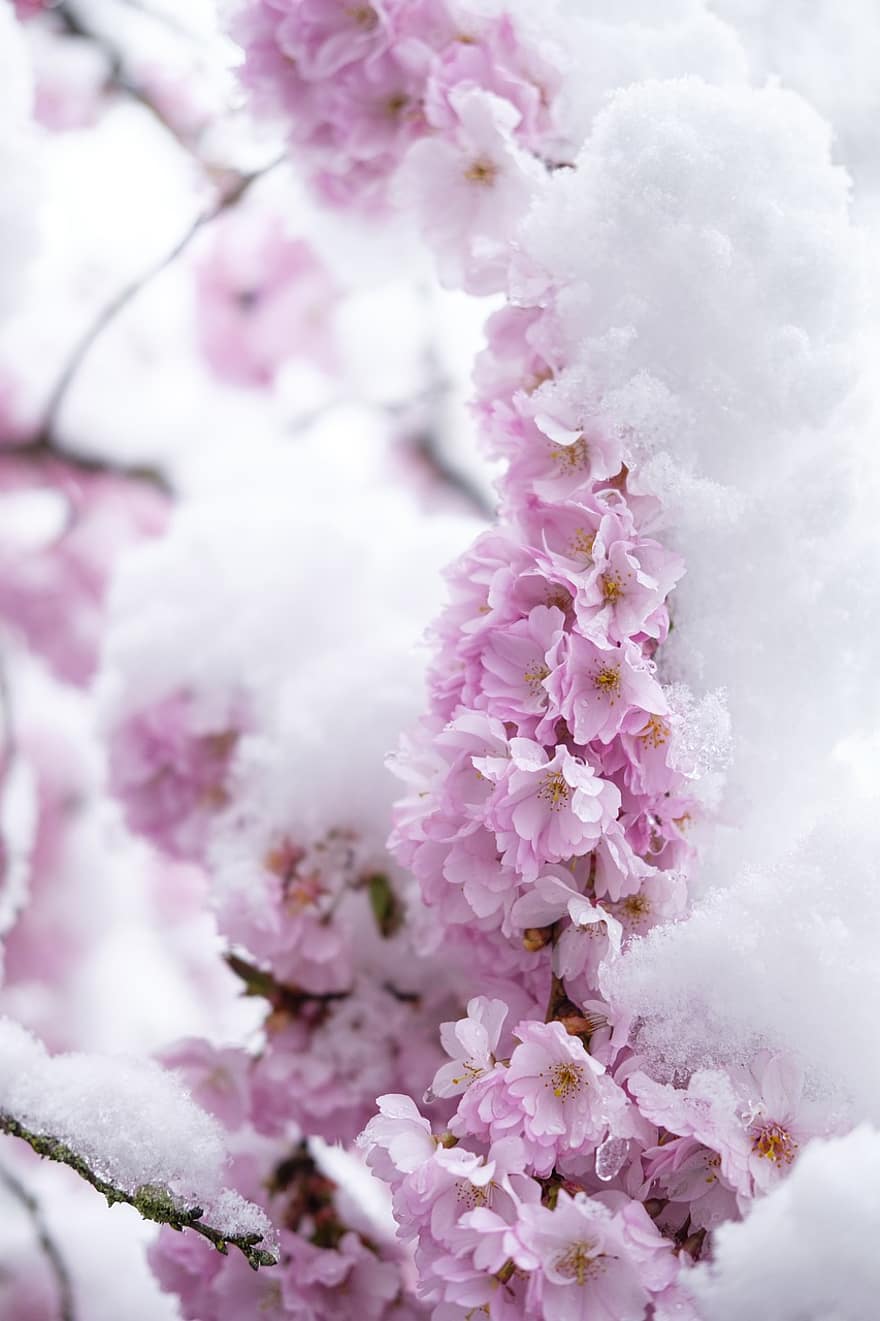 třešňové květy, květy, sníh, mráz, led, květiny, strom, růžové květy, květ, rostlina, Příroda
