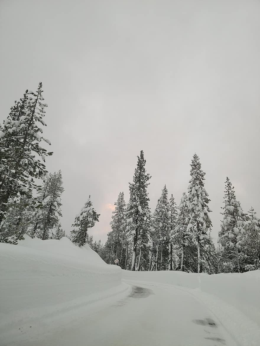 χειμώνας, οδήγηση, Χριστούγεννα, 2021, χιόνι, πάρκο, Spicer Sno-park, απόγευμα, Καλιφόρνια