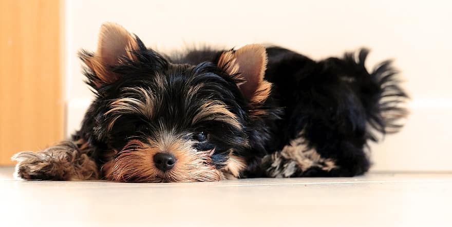 Yorkshire Terrier, Puppy, Pet, Terrier, Canine, Dog, Animal, Lying, Fur, Snout, Mammal