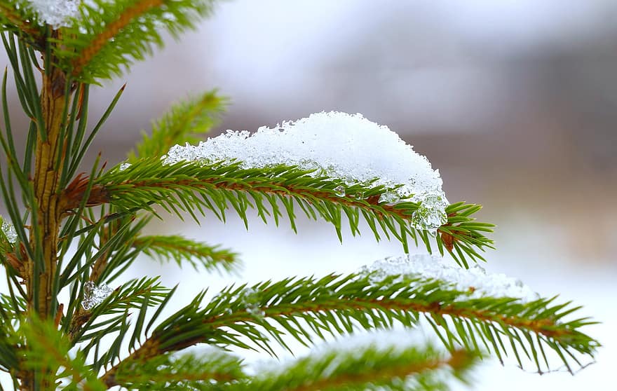 nieve, naturaleza, hojas perennes, puntilla, picea, árbol, rama, de cerca, color verde, árbol conífero, invierno