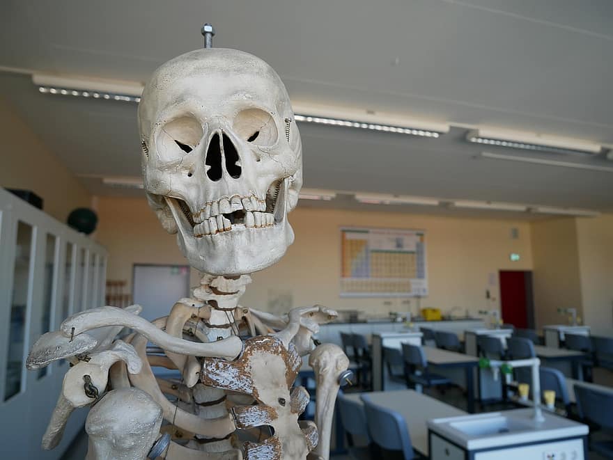 череп і кістки, біологія, скелет, школу, череп
