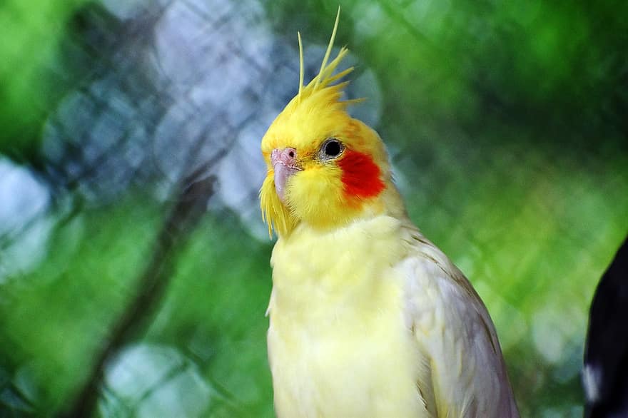 perroquet, oiseau, perché, animal, plumes, plumage, le bec, facture, observation des oiseaux, ornithologie, le monde animal