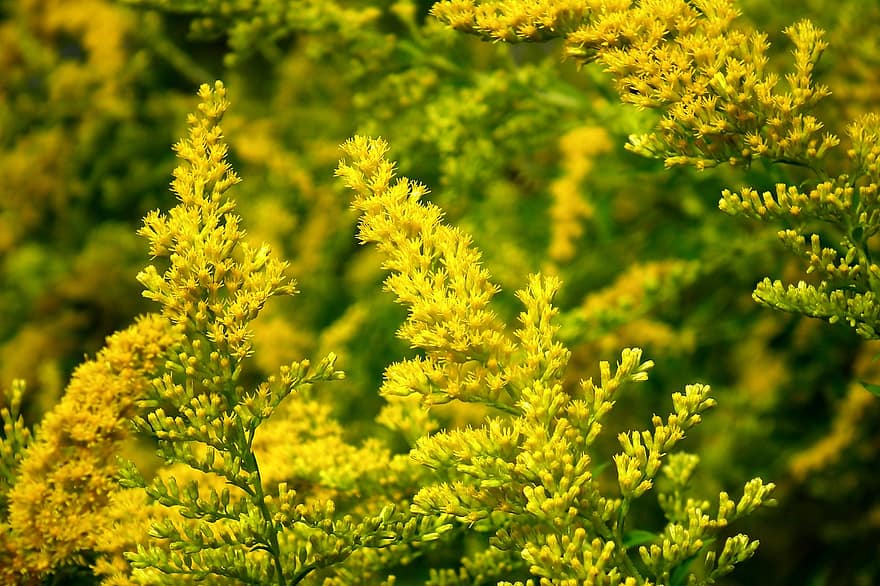 goldenrod, bunga-bunga, menanam, bunga kuning, tunas, berkembang, padang rumput, bidang, alam