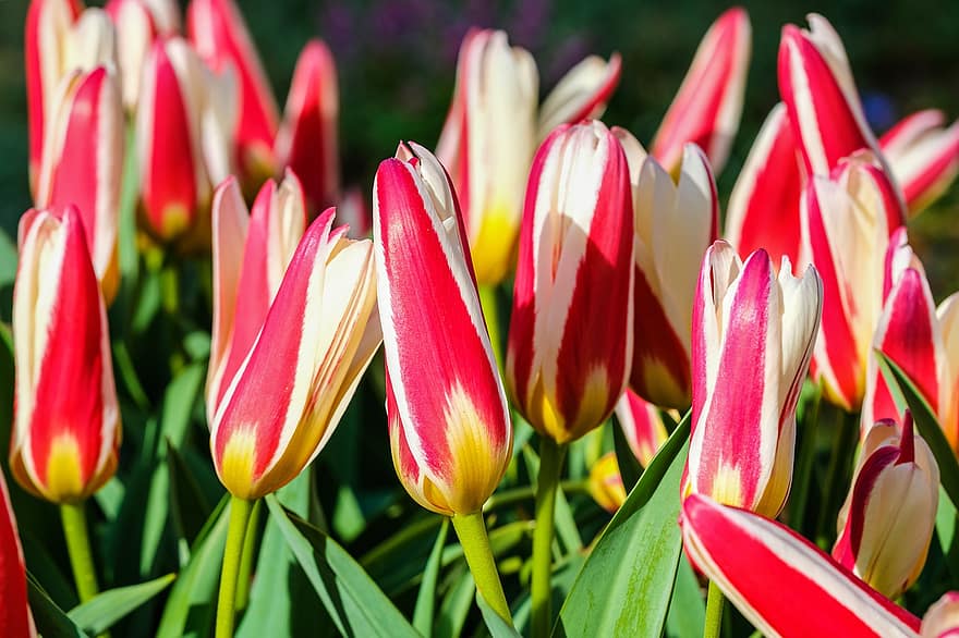 tulipanes, las flores, flores, floración, flora, primavera, tulipán, flor, planta, cabeza de flor, multi color