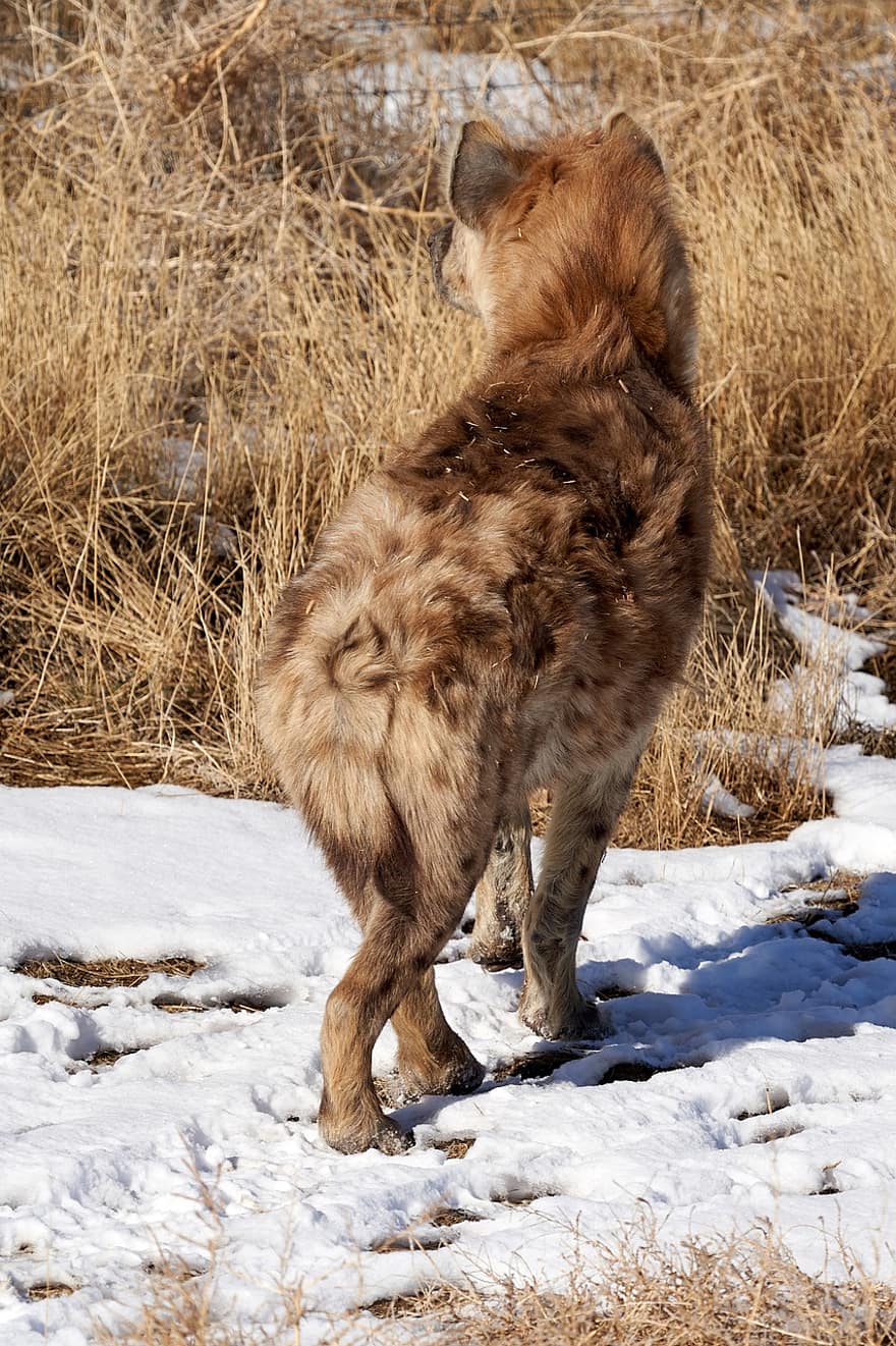 Hyena, Fur, Snow, Grass, Animal, Wildlife, Wild, Sanctuary, Nature, Colorado, Winter