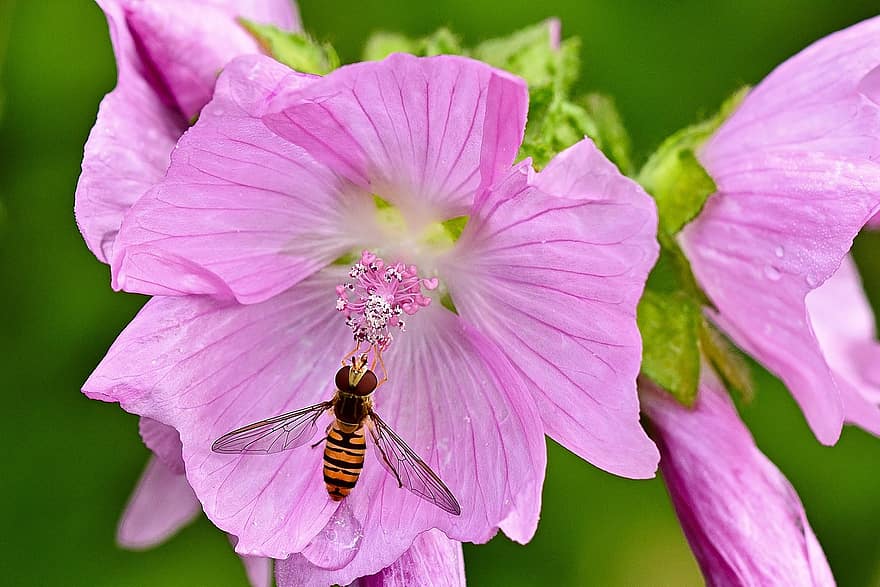 Blossom, Bloom, Mallow, Hoverfly, Nature, Garden, Pink, Summer, Flora, Close Up, Bright