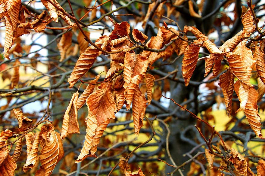 löv, torr, kvistar, torkade löv, gren, träd, växt, blad, höst, säsong, gul