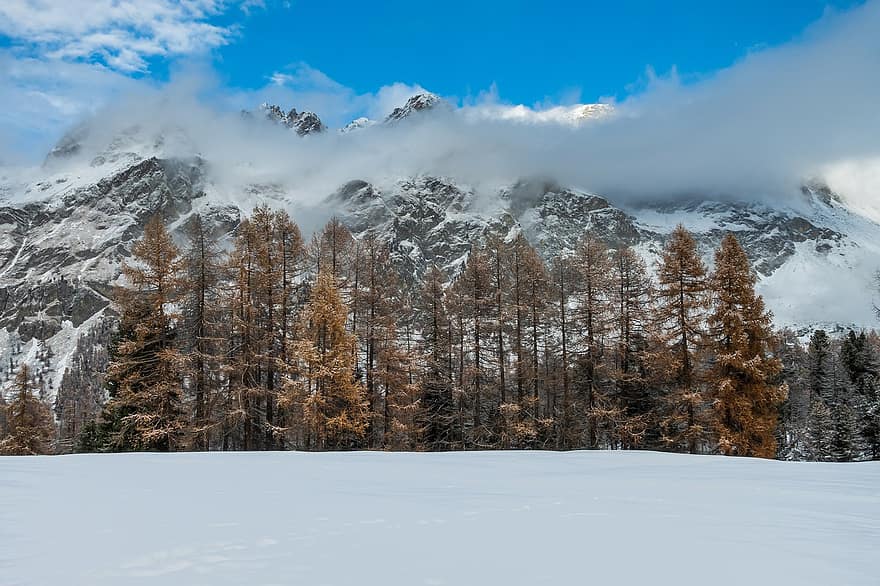 Winter, Snow, Mountains, Trees, Landscape, Nature, Larches, Alpine, Engadin, mountain, forest