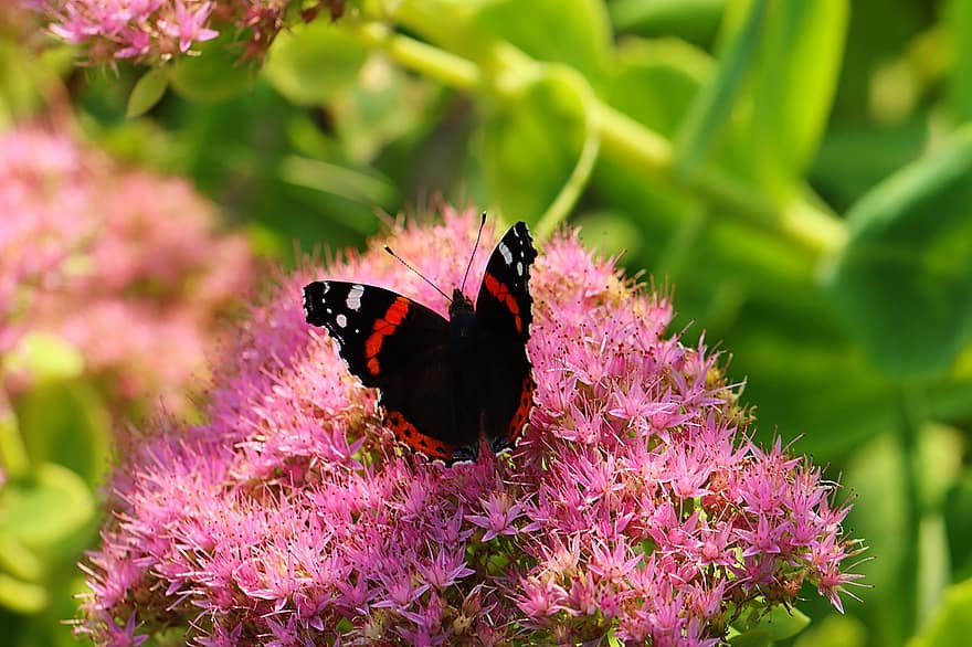 Vanessa Butterfly, polenizare, roz flori, insectă, fluture, inflori, a inflori, natură