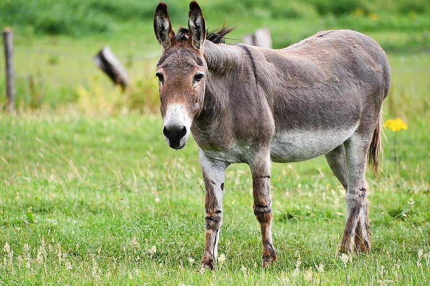 Donkey, Equine, Mammal, Long Eared, Beast Of Burden, Donkey Stallion, Grazing, Pasture, Outside, Nature, Countryside