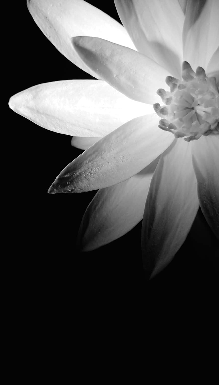 gėlė, augalų, šešėliai, juoda ir balta, nespalvotas