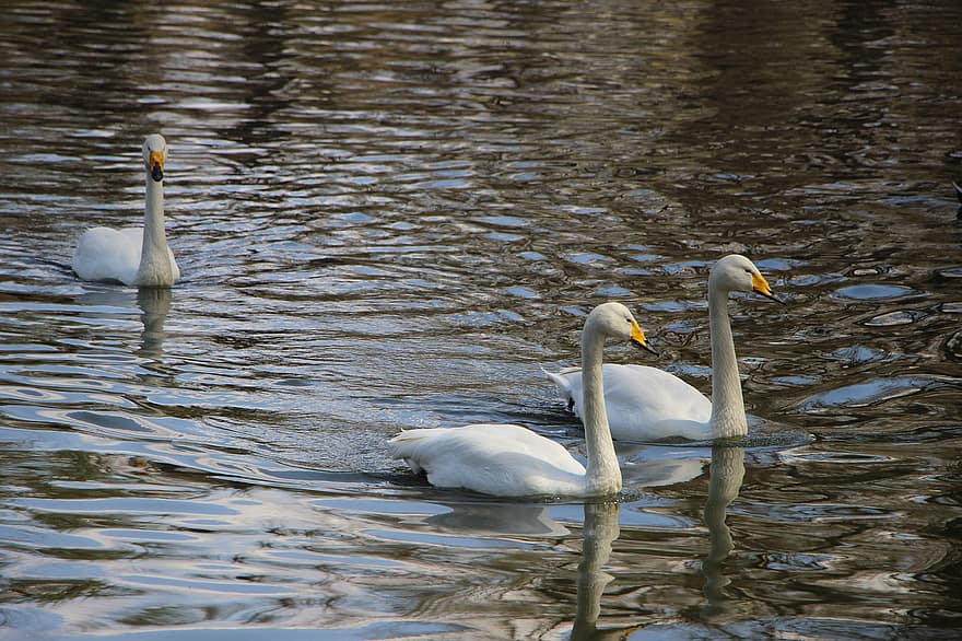 pájaro, AVE acuática, estanque, cisne, cisne blanco, Beijing