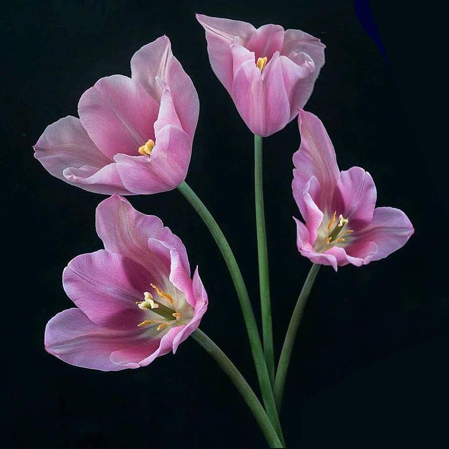 flors, tulipes, flors de color rosa, flor, planta, cap de flor, pètal, color rosa, full, primer pla, estiu