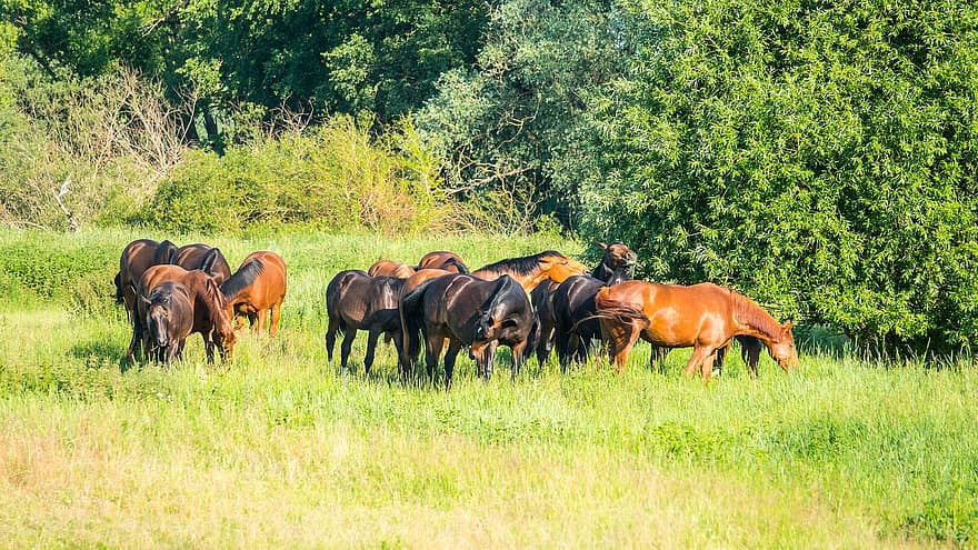 Horses, Horse Herd, Forest, Pasture, Grass, Farm, Field, Nature, Countryside, Rural, Animal