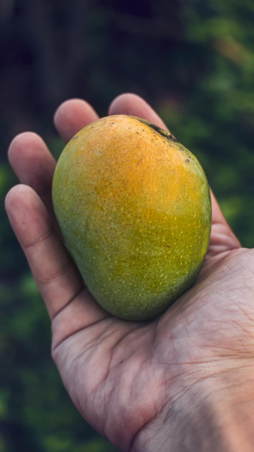 рука, манго, свіжий, фрукти, здоровий, жовтий, зелений, дієта, їжа, природний, вегетаріанська