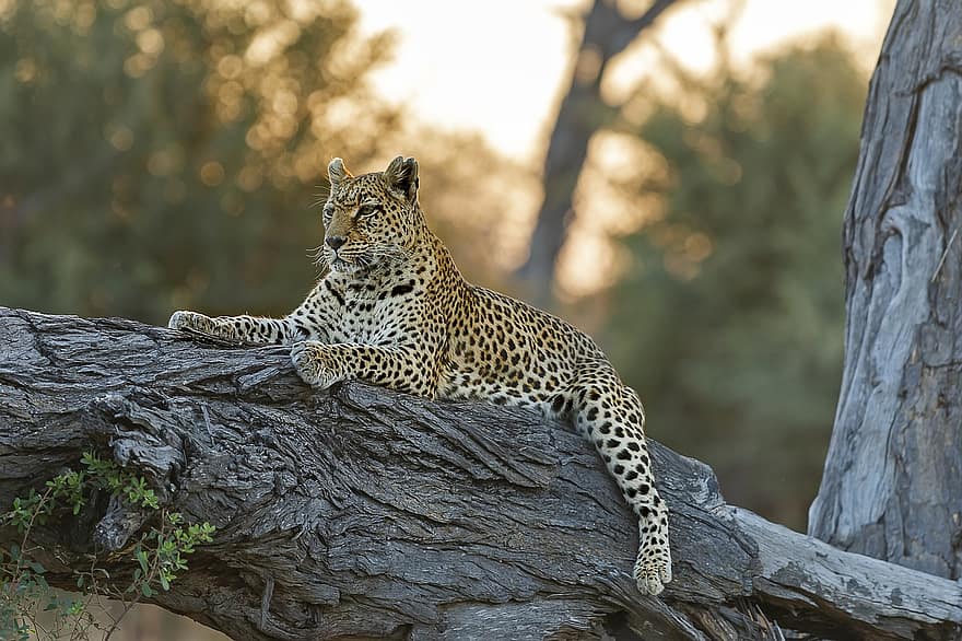 leopardo, gato, árvore, gato selvagem, gato grande, pontilhado, Pêlo Pontilhado, estampa de leopardo, animal selvagem, região selvagem, animais selvagens