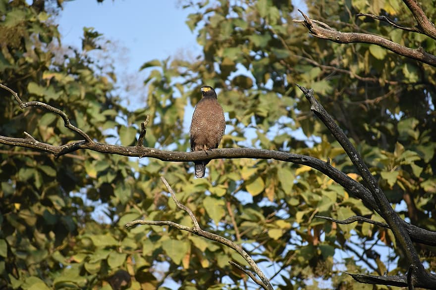 adelaar, vogel, Kishanpur, dudhwa nationaal park, uttar pradesh, Indië, tak, boom, dieren in het wild, bek, veer