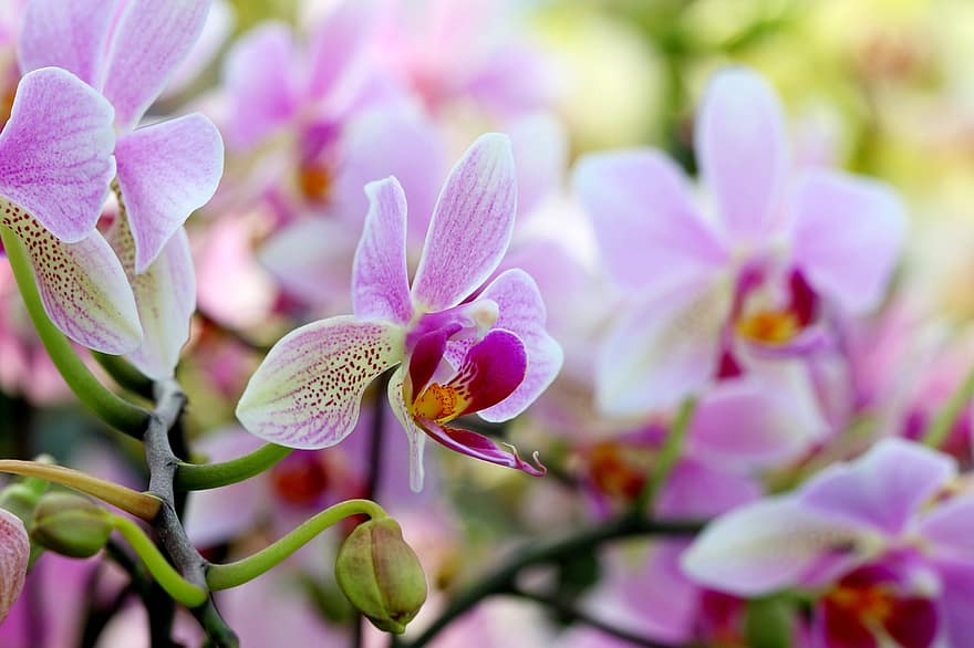 orkidéer, blommor, blomma, phalaenopsis, växter, blommande växter, flora, natur