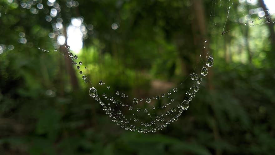 spindelvev, dugg, regndråper, våt, duggdråper, web, natur, bokeh