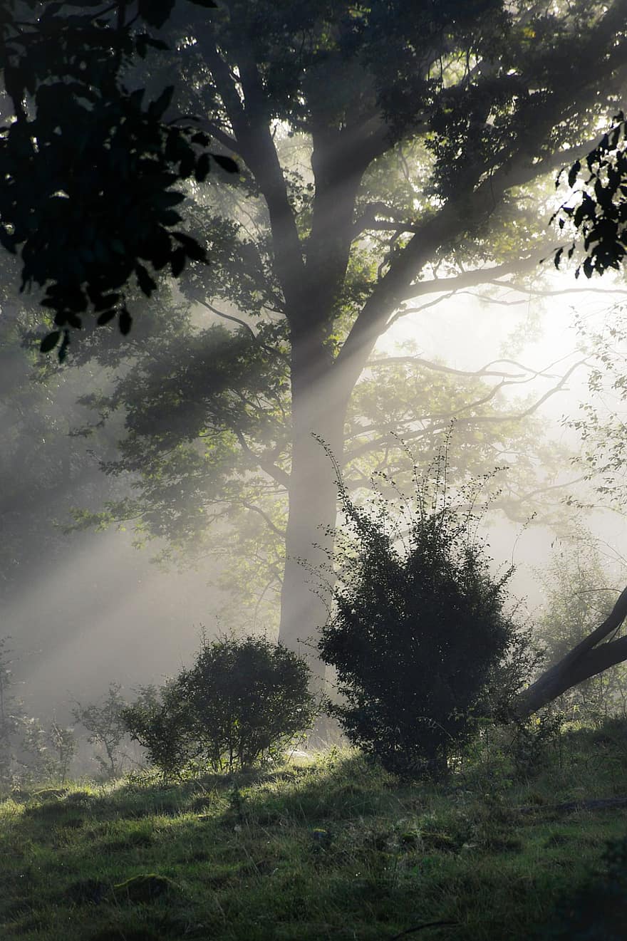 太陽光線、朝の霧、森林、森の中、もや、木、霧、自然