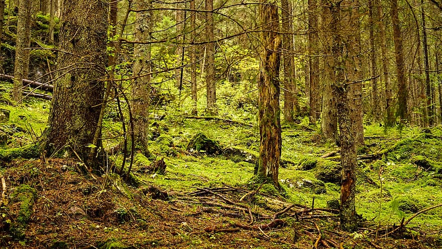 τρανσυλβανία, δάσος, δασάκι, φύση, δέντρα