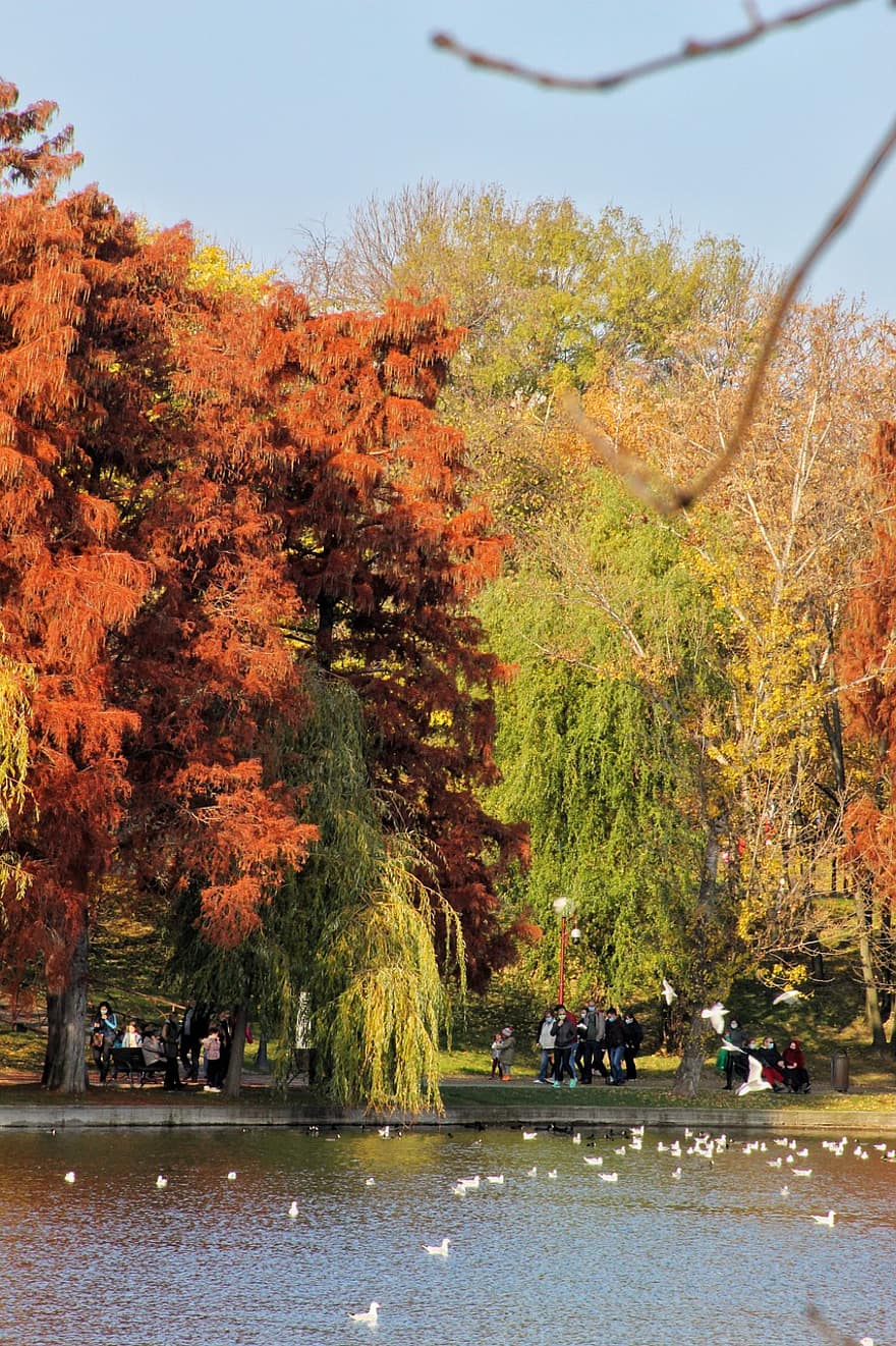 otoño, parque, jardín, lago, árbol, hoja, temporada, bosque, amarillo, paisaje, octubre