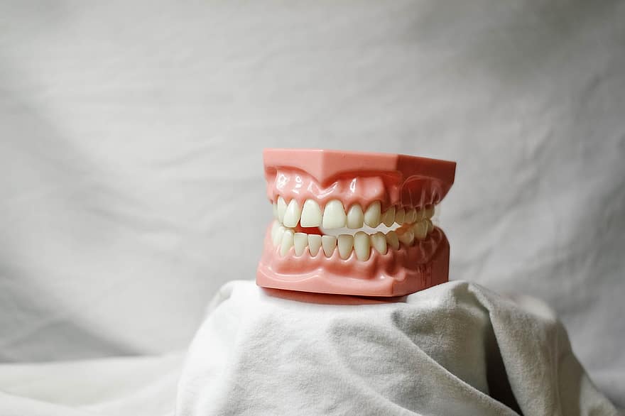 Teeth, Dental, Dental Model, Mouth Model, Dental Training Tool, Dentist, Creepy, Bite, Dentistry, Molar, Bicuspid