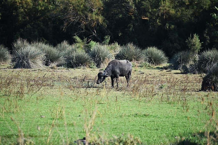 búfalo, Prado, natureza, Hula Valley, Israel, reserva natural, animal, animais selvagens, campo, pastagem