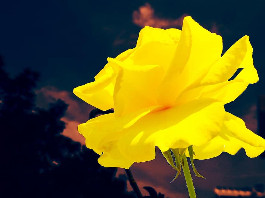 黄色いバラ、花、工場、ローズ、黄色い花、花びら、咲く、黄、閉じる、夏、葉