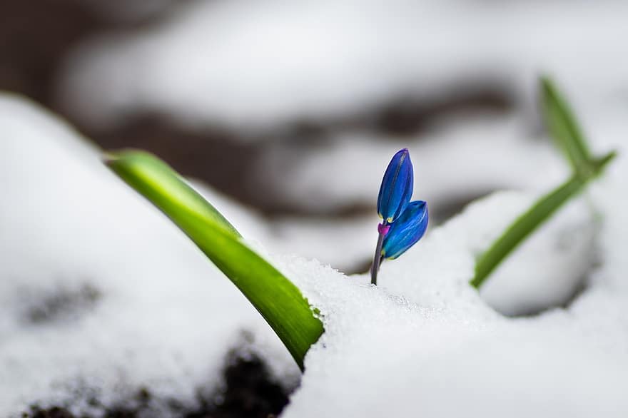 jaro, petrklíčů, sněženky, sníh, květiny, Příroda, detail, rostlina, list, zelená barva, svěžest