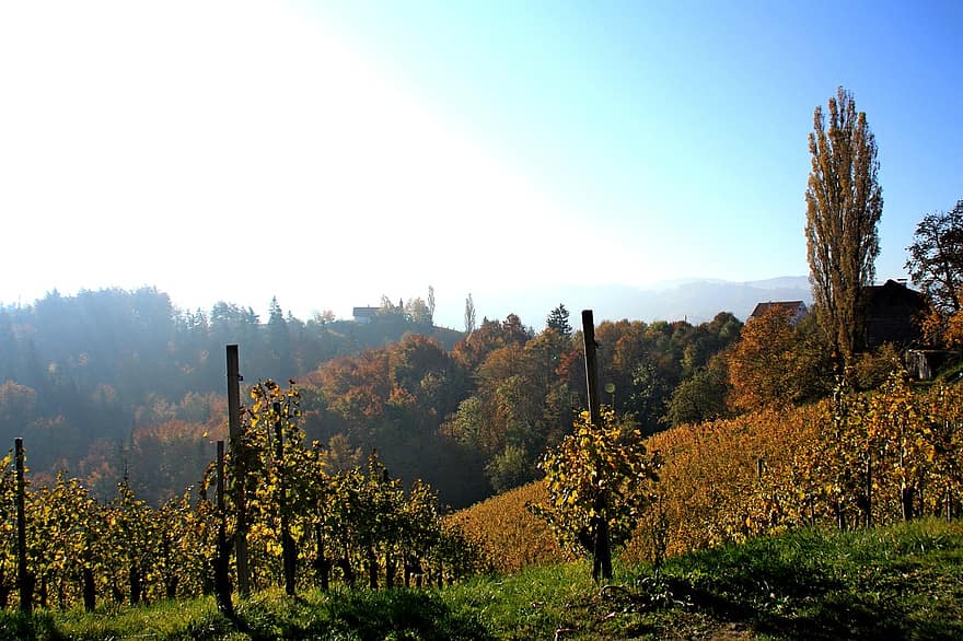 Fall, Cypress, Trees, Leaves, Grapes, Harvest