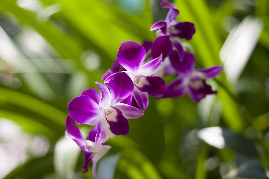 orhidejas, ziedi, ziedlapiņām, purpura ziedi, purpura ziedlapiņas, zied, zieds, flora, puķkopība, dārzkopība, botānika