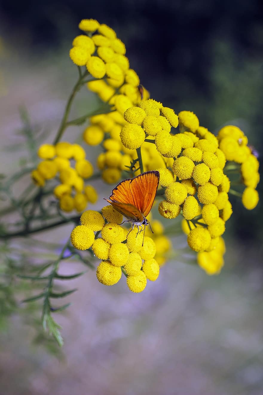 kelebek, böcek, doğa, sarı çiçekler, wrotycz, kanatlar, bokeh