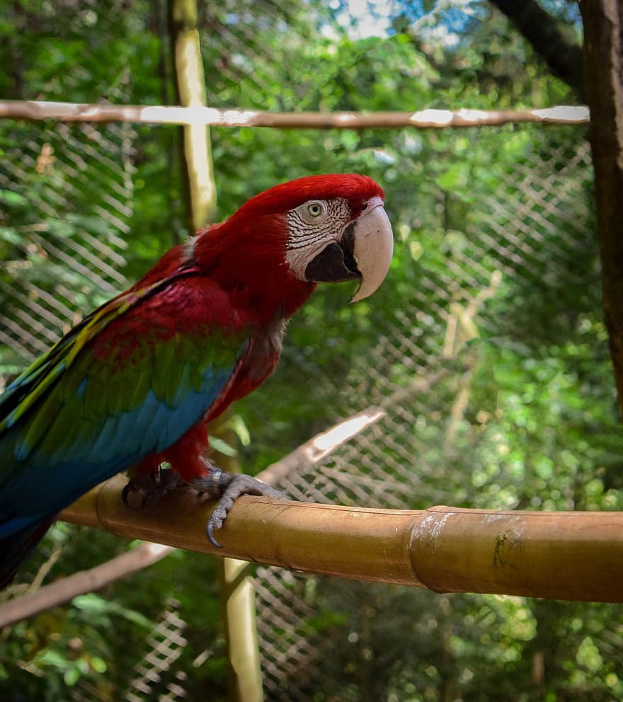 macaw, burung, bertengger, kayu, macaw merah, burung beo, hewan, paruh, tagihan, bulu, bulu burung