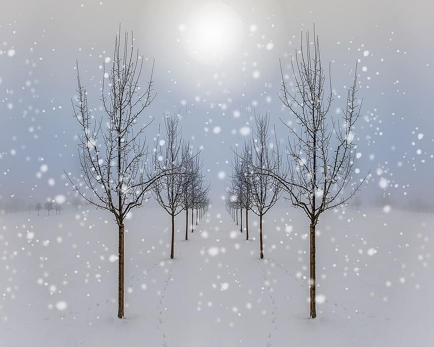 снег, деревья, зима, пейзаж, холодно, белый, туман, лес, замороженный
